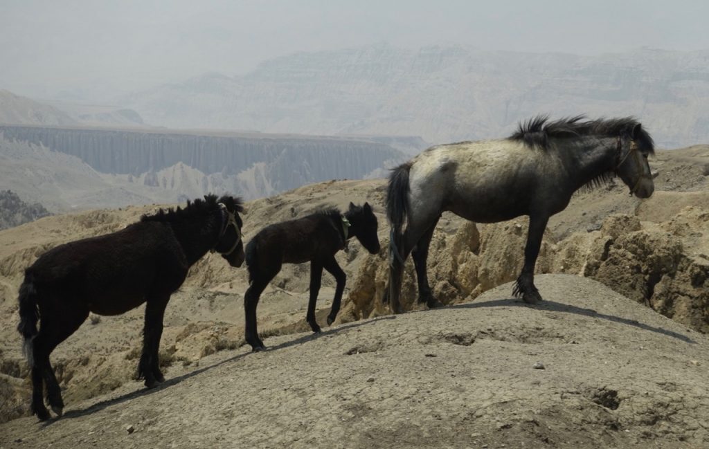 ghara-horses-1